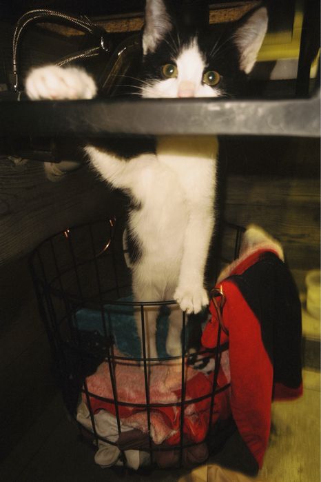 Котенок ,мальчик в добрые руки