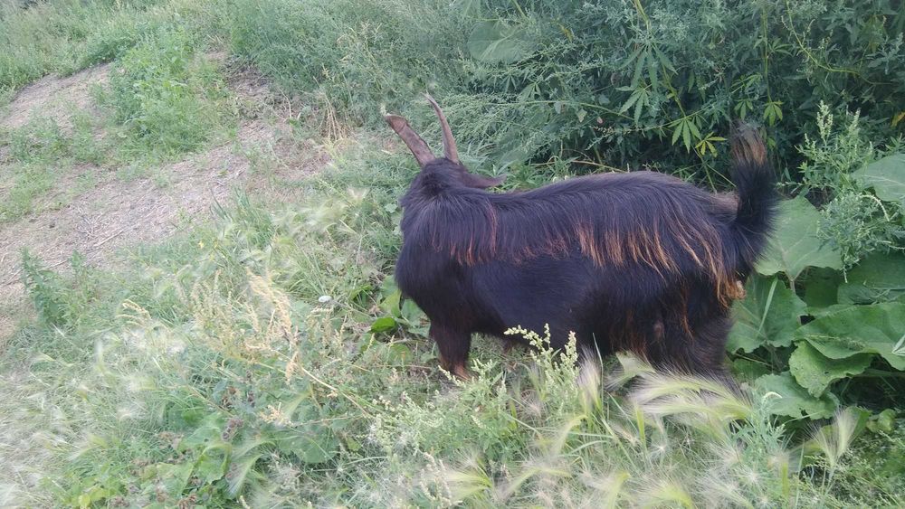 Козел на племя, молочной линии.