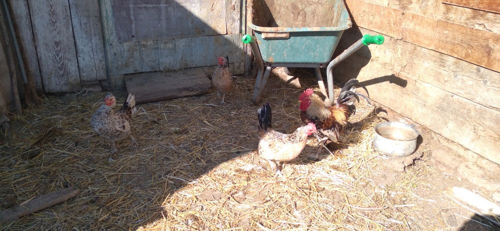 O familie de găinuțe mii de flori