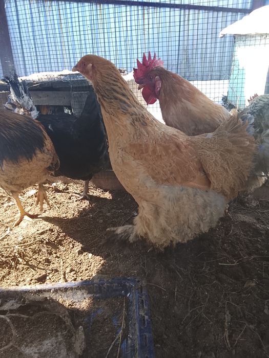 Продам Куры Домашние