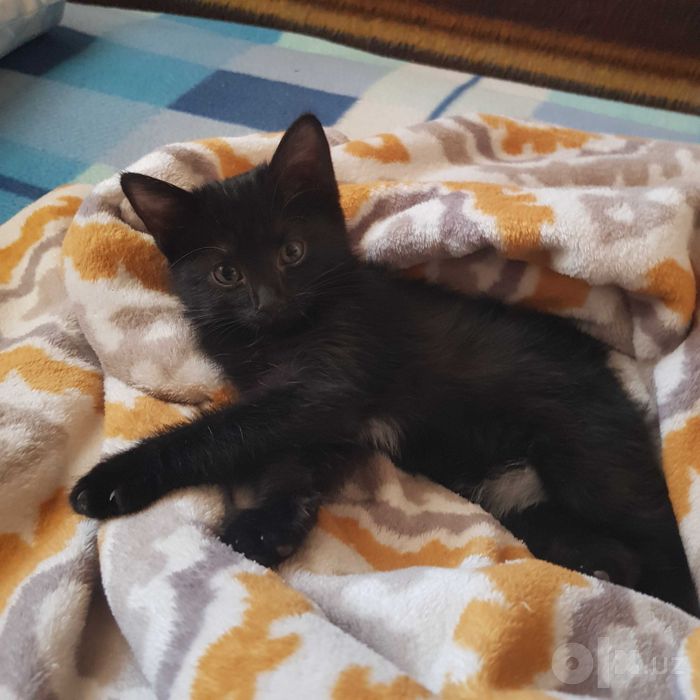 Милый Котенок-бесплатно
