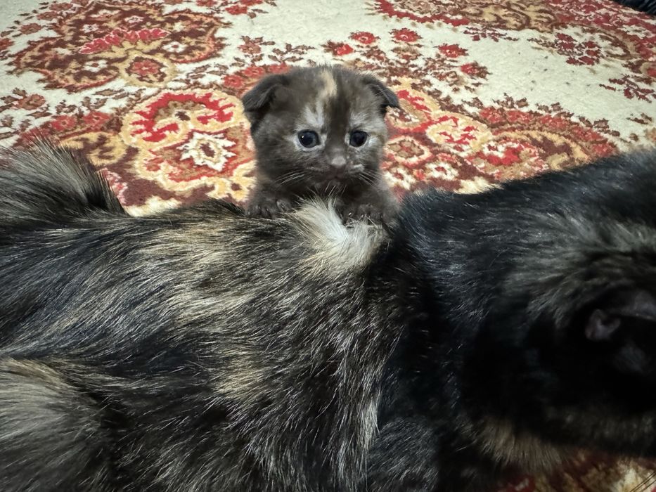 Продаются замечательные котята