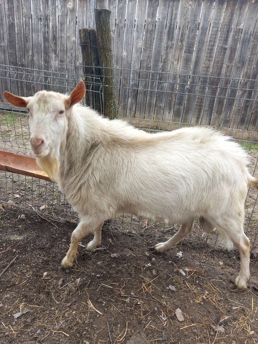 Țap sannen si anglonubian