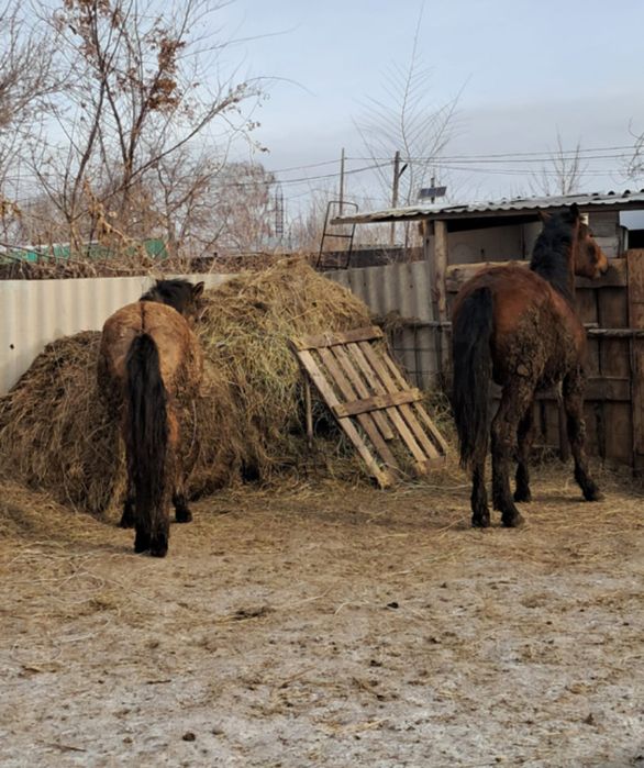 Продам лошадей молодняк