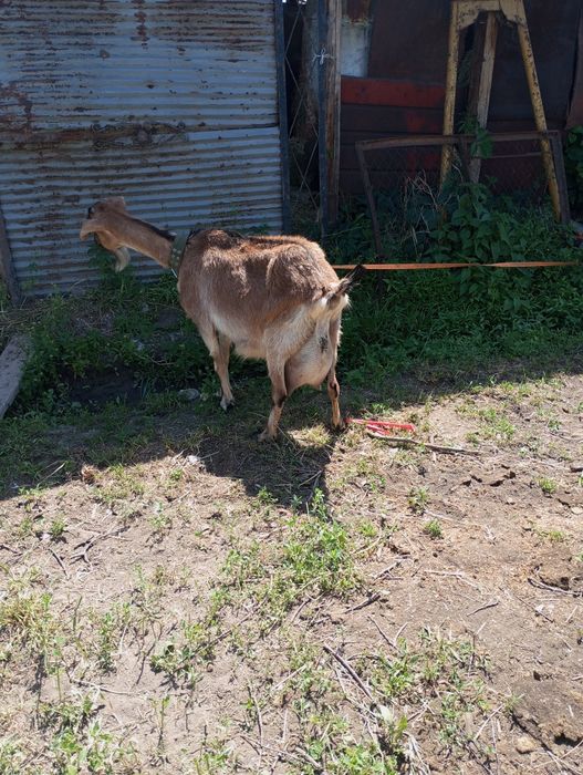 Продам козу двойную