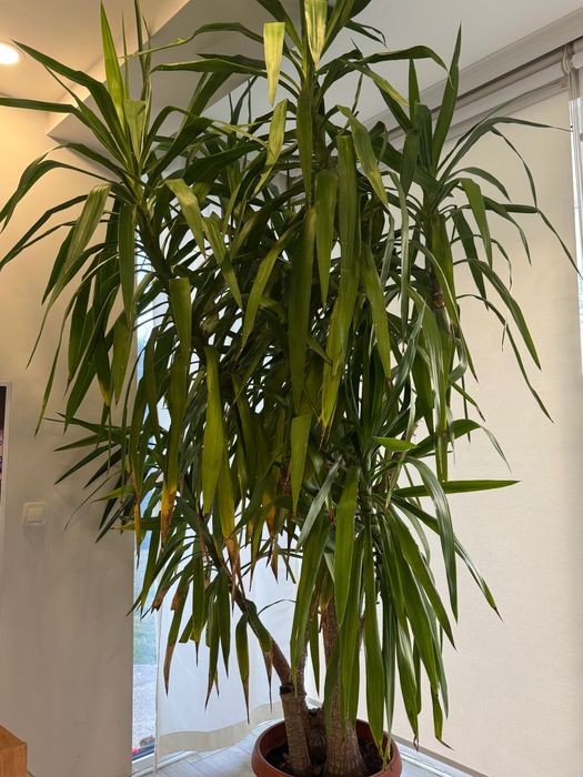 Голяма Юка в саксия – идеална за дом, офис или градина около 3 метра