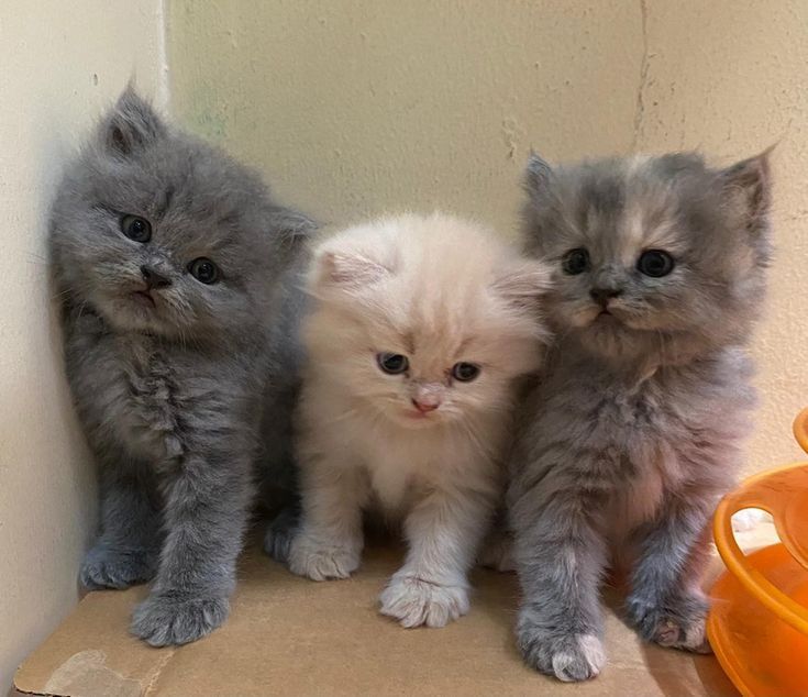 Котики пародистые