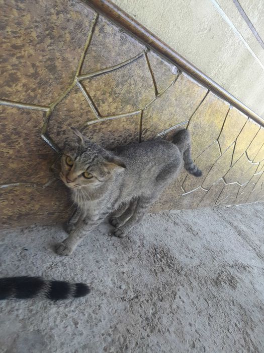 Aqlli ciroyli latokni biladi mehribon qollarga beriladi