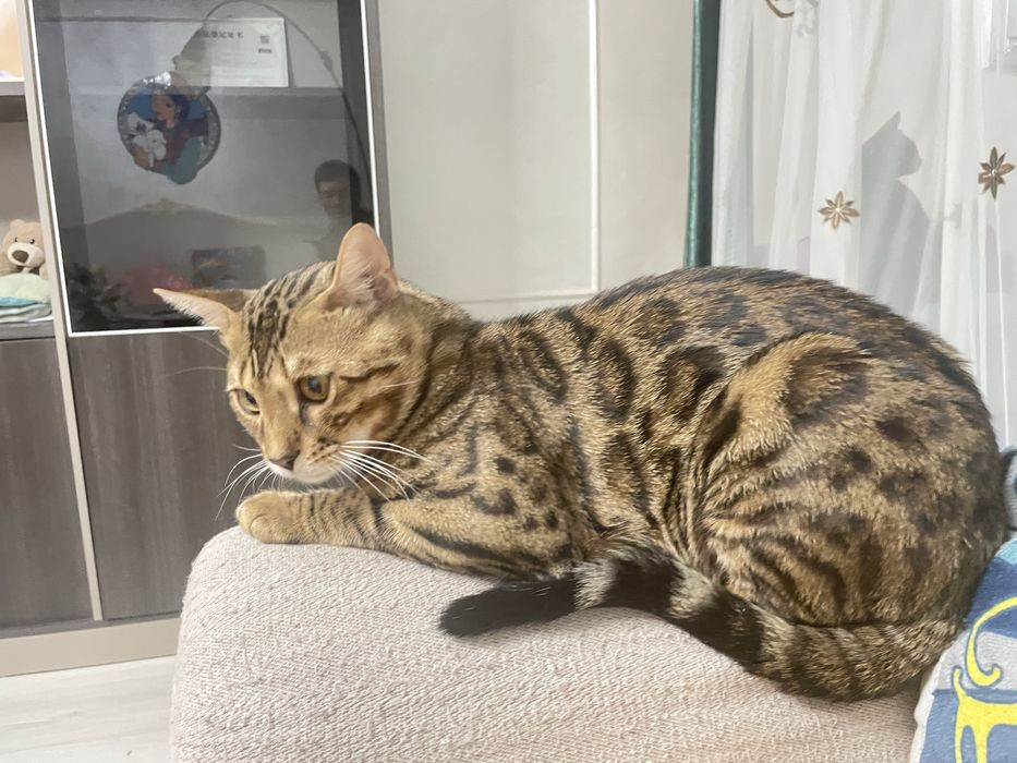 Бенгальский кот / Bengal Cat