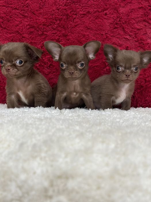Супер детки чихуахуа