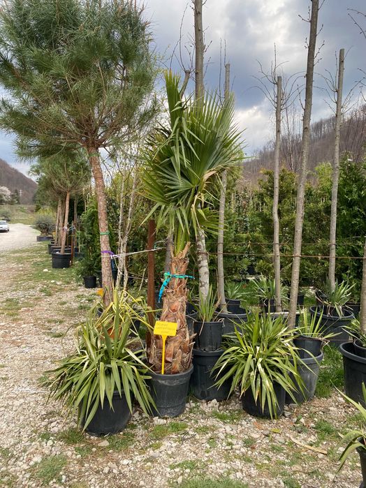 Plante Ornamentale pentru Exterior si Alei