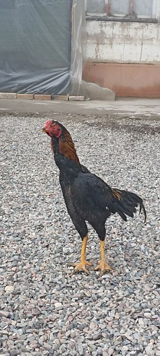 Шамо  shamo yaponiya июл яқинда қичқирди