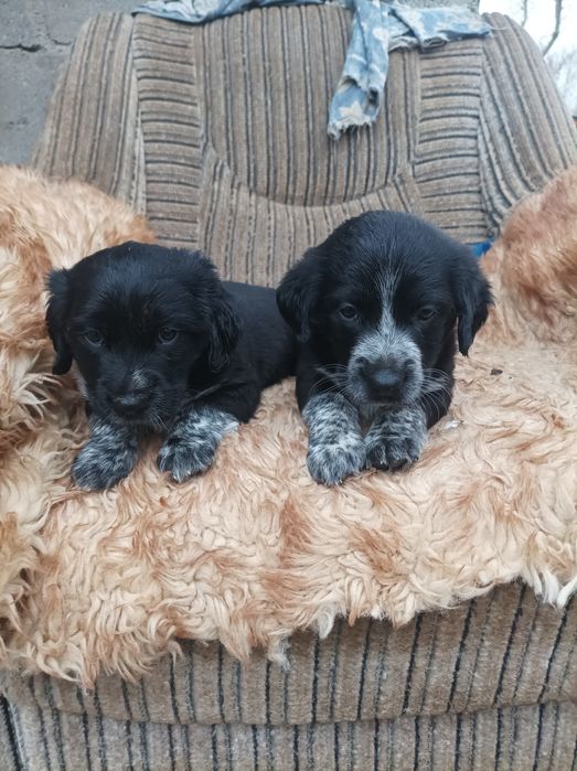 Отдам двух щенят.мальчики