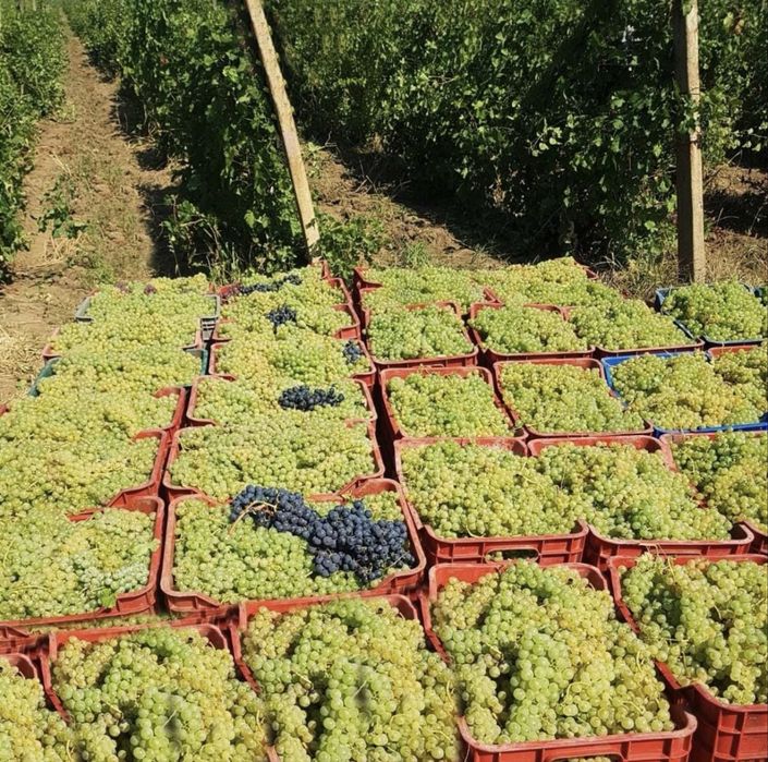 Struguri de vin