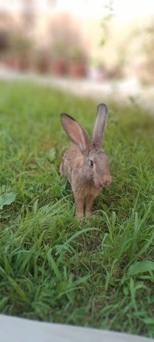 Quyonlar sotilad Прадаютса кролики