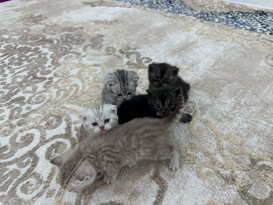 Мысық сатылады 80 000 тг Продаётся пародистый чистокровные котят