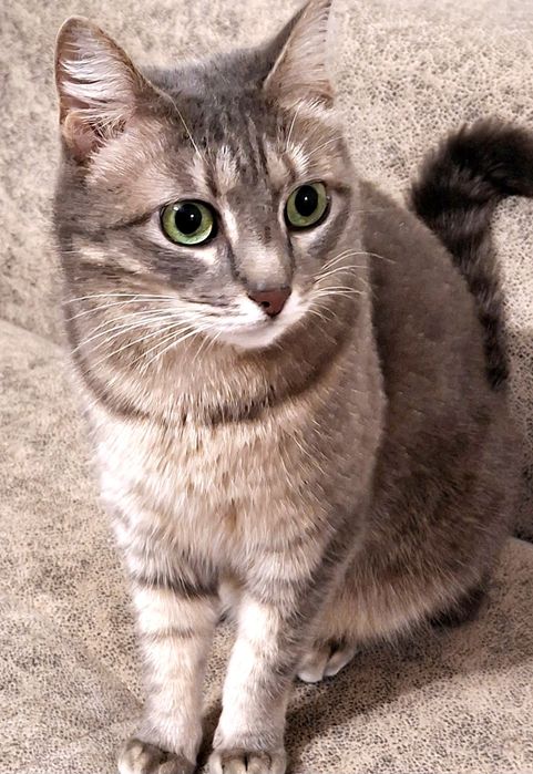 Лапочка  Мася. Стерелизована