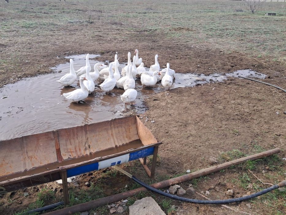 Продам гусей 20 шт