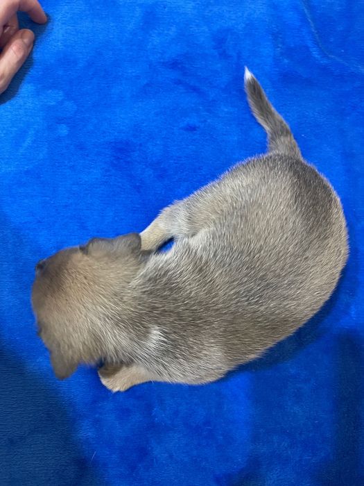 Щенки, рожденные 23.09.23