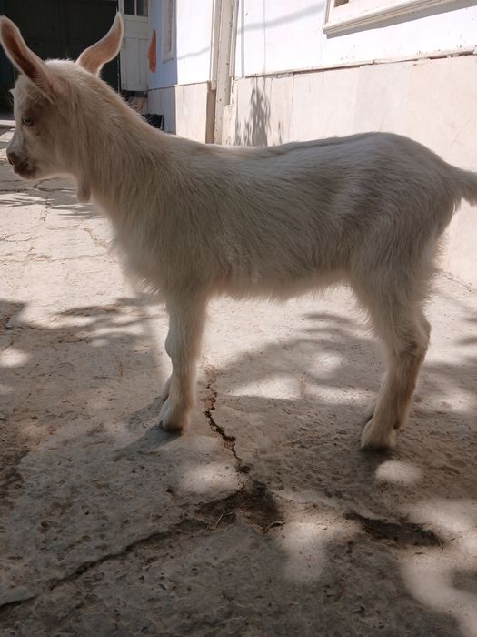 Zanin echki bor parodalik