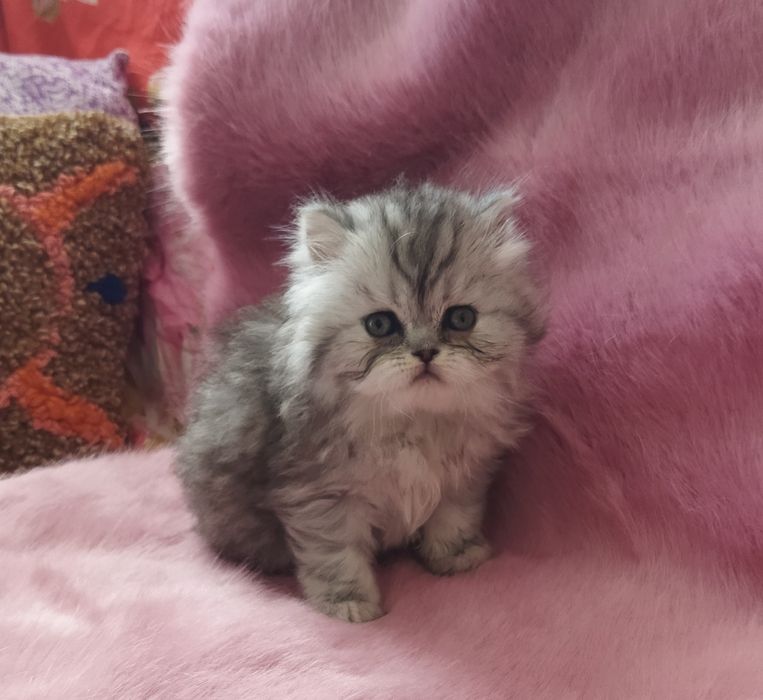 Шотландский котёнок