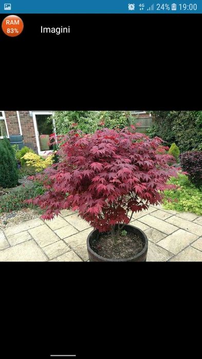 Plante ornamentala