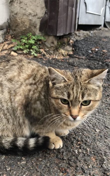 Котята, 6 месяцев