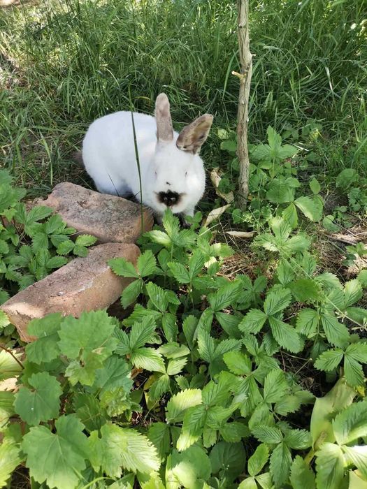 Продавам калифорнийски зайци