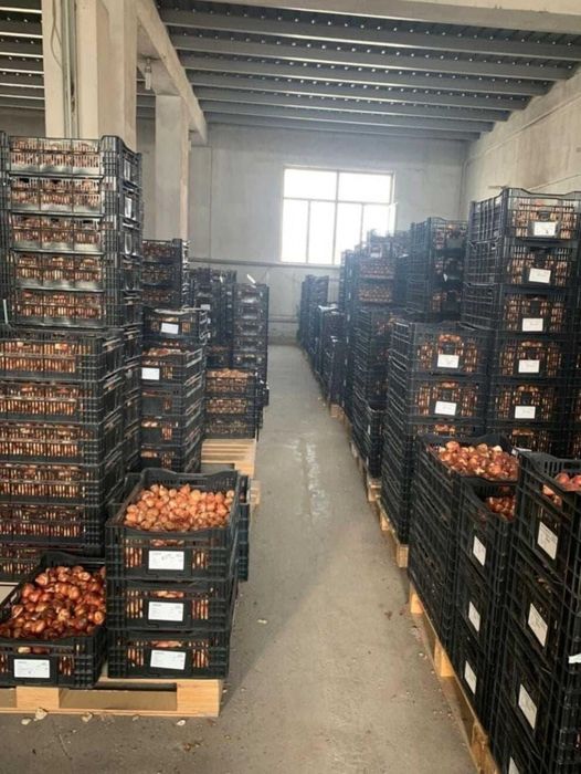 Луковицы тюльпаны оптом акция