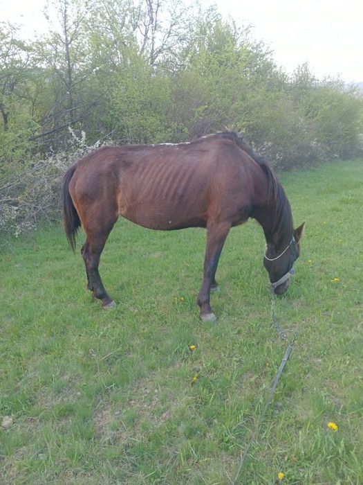 Iapă de 8 ani de vânzare