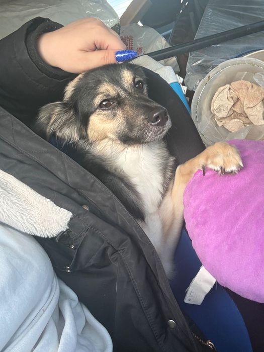 Cățelușa pentru adopție