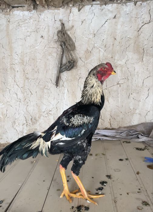 Юнски қораз сатлады