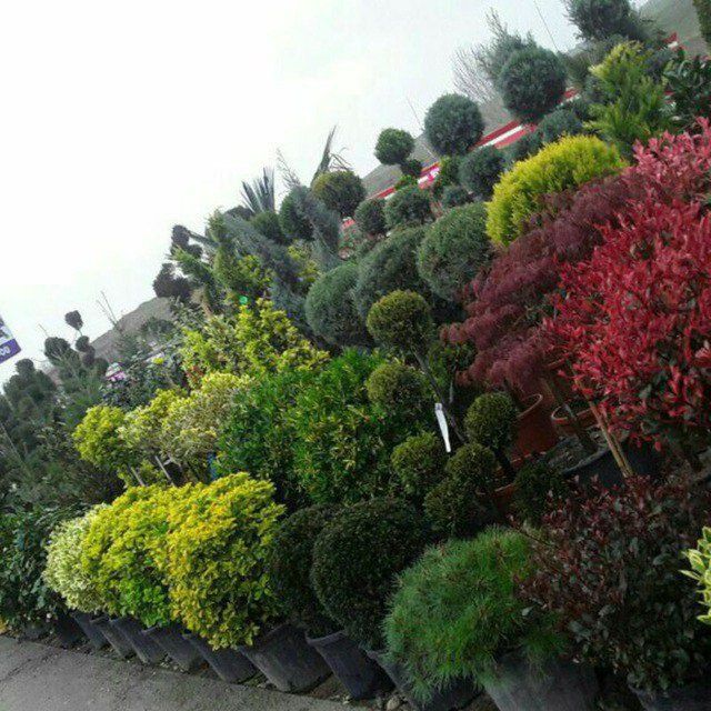 Gazon tayor ruloni 55 ming