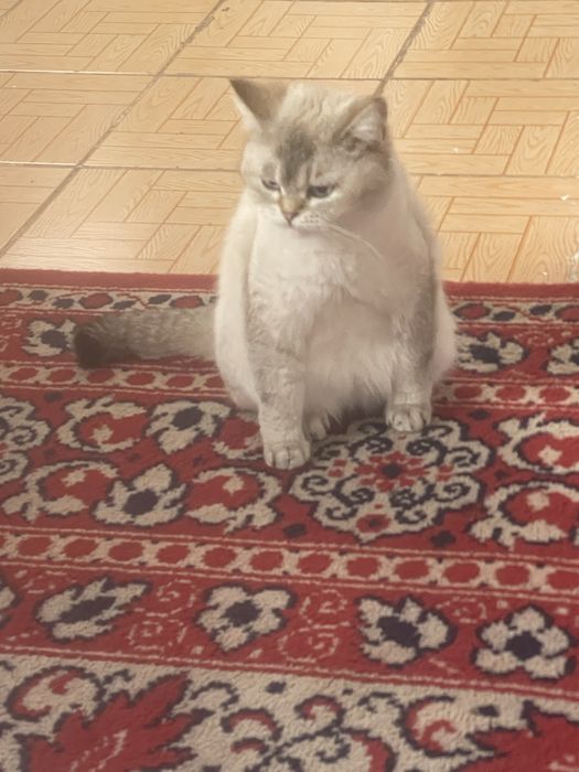 Котята blue point шиншилы британские