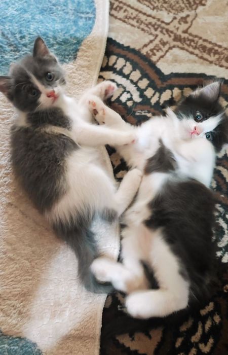Продаются Котята!!!