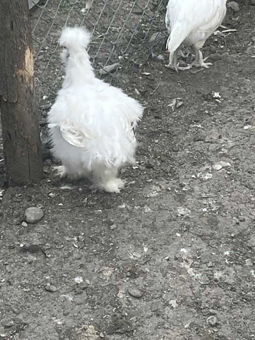 pui de mătase japoneză
