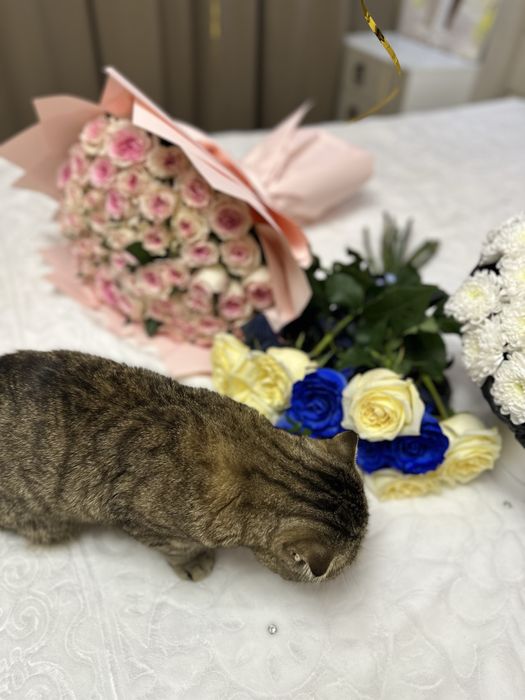 Букет 51 роза свежий бугинги