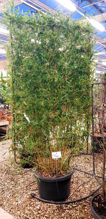 Vindem măslin  bambus magnolie galbenă avem mai multe dimensiuni