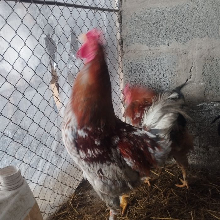 Продам куры домашние