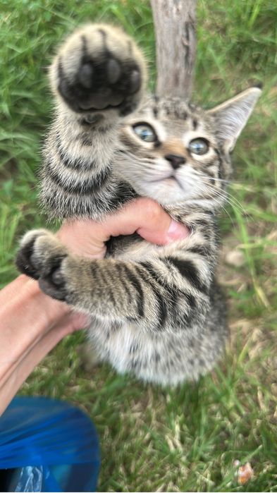 Котята подростки