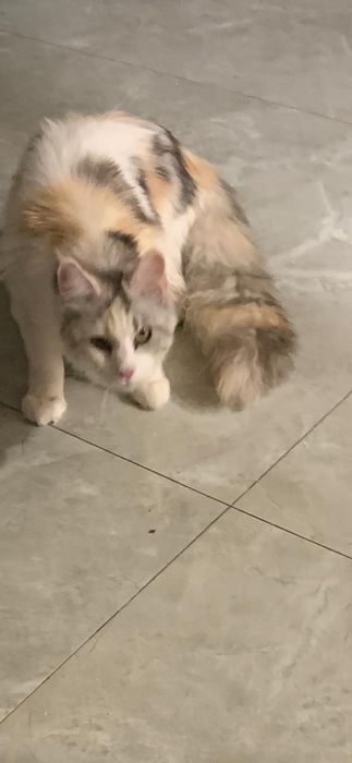 Девочка мейнкун с родословной