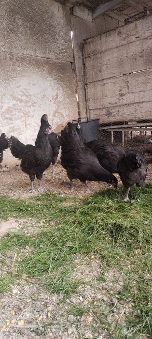 Australorp negru