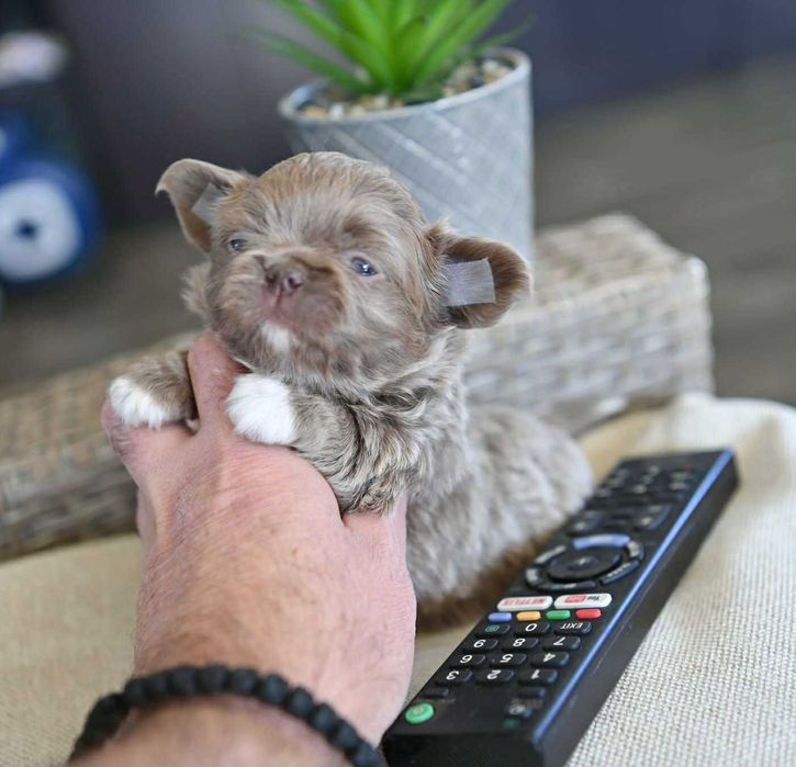 Мъжко дългокосместо чихуахуа лилаво