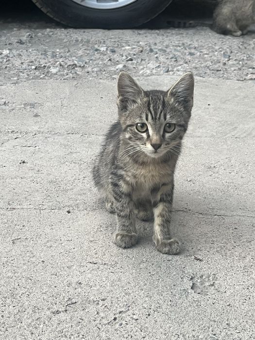 Котенок бесплатно