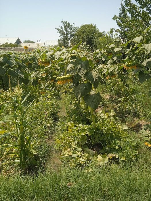 Krasnodar kungaboqar urug'liklari sotiladi