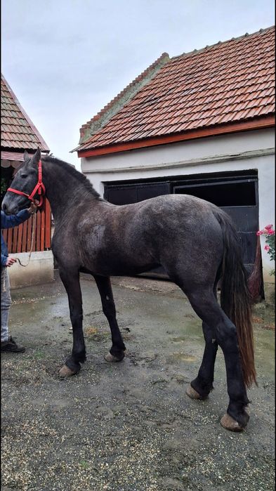 Vând iapa  mets de frizian