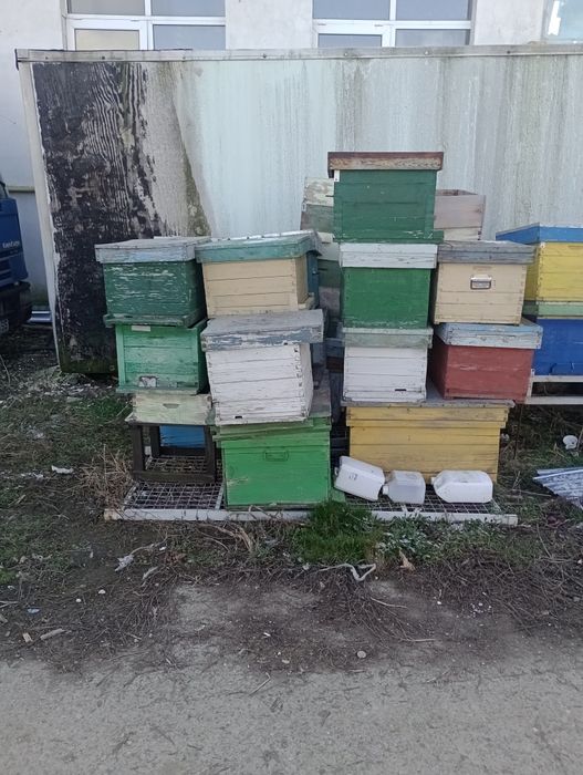 Vând urgent 20 stupi pe 10 rame cu cat