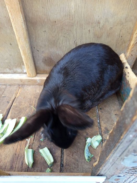 Кролики домашние