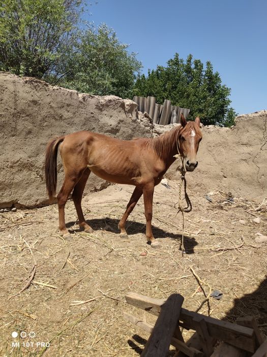 Ot Toy sotiladi 1 yoshdan 1 oylik oshdi