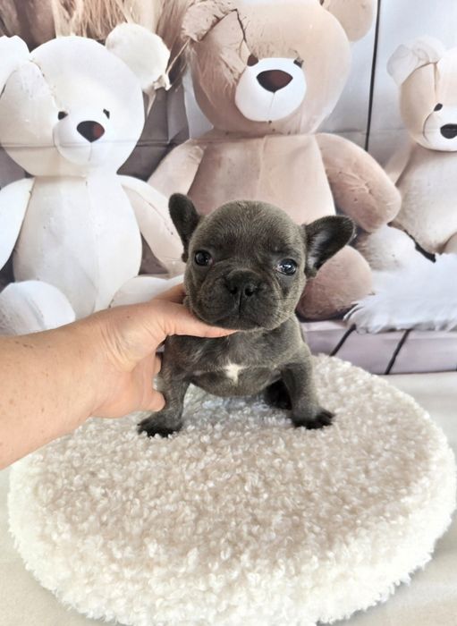 Френски бурдог елитна кръвна линия